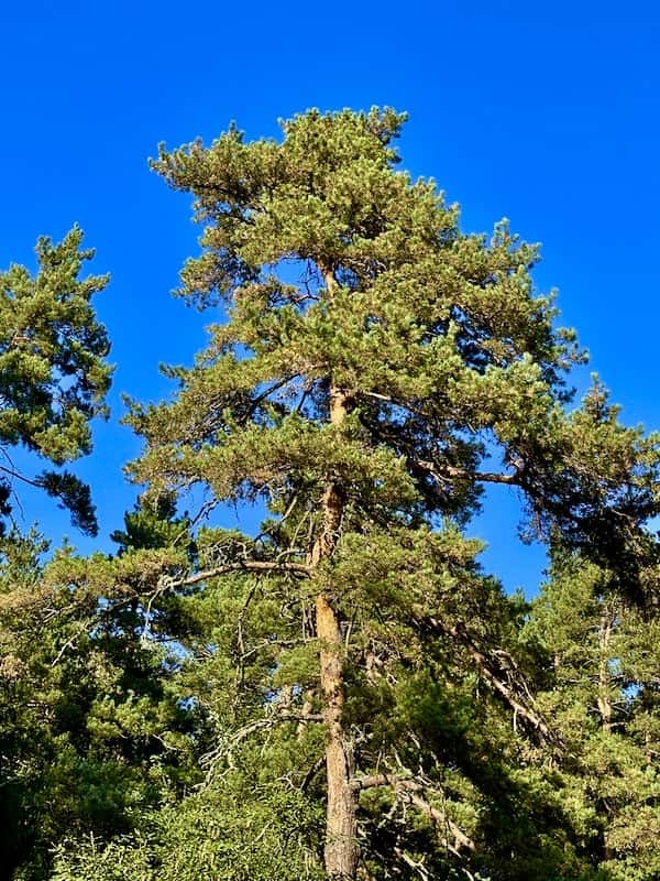 Tree in Stepanavan Dendro