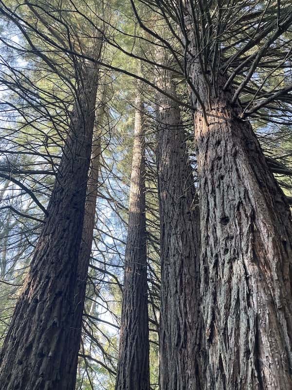 Sequoias in Dendropark, Stepanavan, Armenia