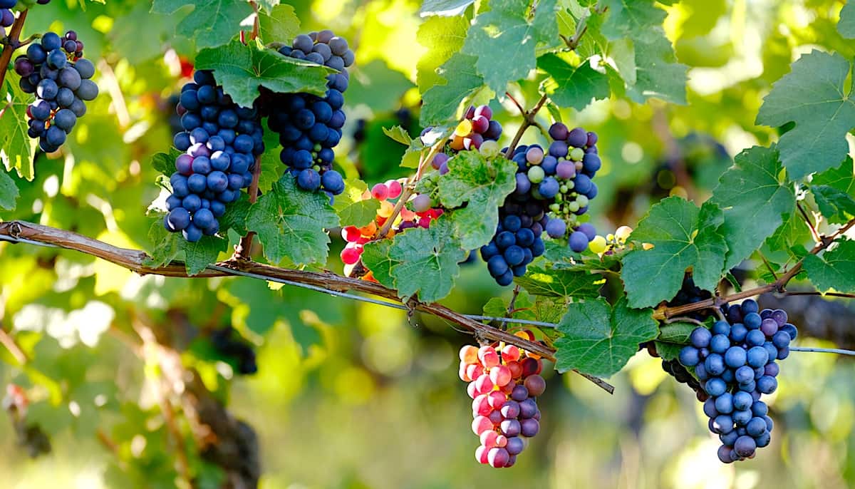Everything You Need To Know About Armenian Wine